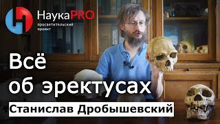 Всё об эректусах | Хомо эректус | Homo erectus - Станислав Дробышевский | Лекции по антропологии