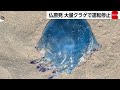 フランス原発でクラゲが大量発生　原発停止