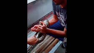 teritorial melepaskan lilitan ular python #ularpiton #ularsawah #piton