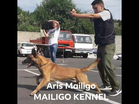 K9 Malinois Belgian Shepherd Berger Malinois K9 Dogs  Extreme Trained  Disciplined Mailigo Kennel