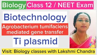 Famous Agrobacterium tumifaciens mediated gene transfer | Ti plasmid | Class 12 Biology | NEET Biology Wealth