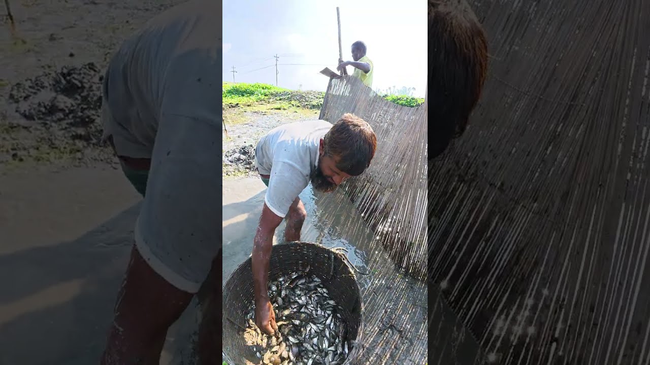 বিল সেঁচে অবিশ্বাস্য পরিমাণ মাছ ধরা 😱 | Massive Fish Catch in Beel
