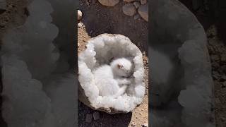 Geode Kitten 🐾🪨 #viral #shorts #cat #kitten #cutecat #catlover #fossil #geode