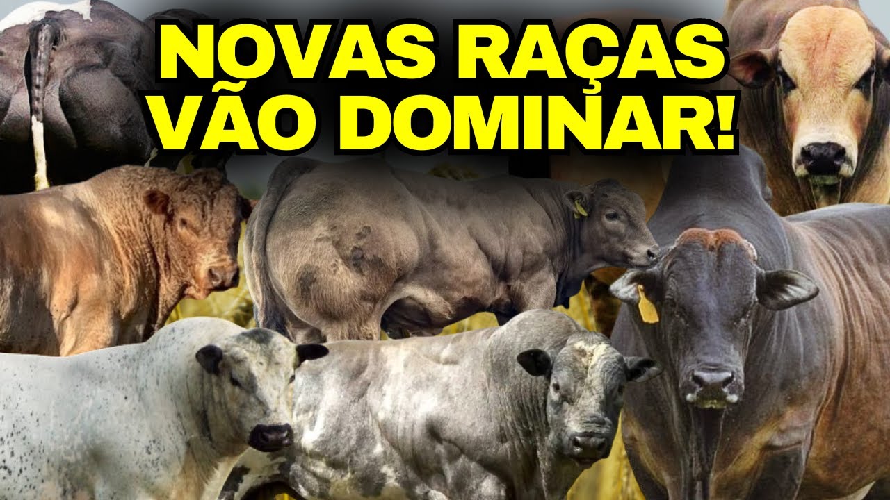 NOVAS RAÇAS de gado que vão dominar O BRASIL!