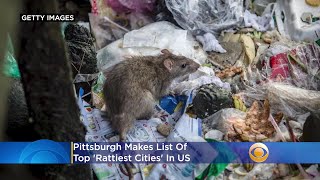 Pittsburgh Makes List Of Top 'Rattiest Cities' In US
