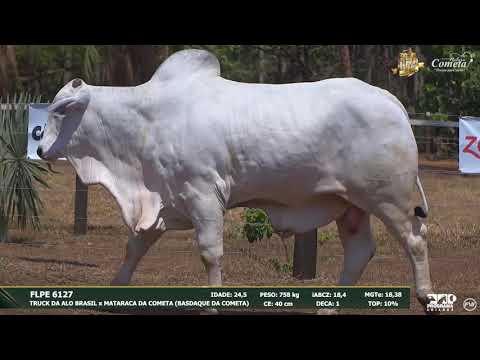 Nelore Cometa | 17º Leilão | Touros | Lote 117