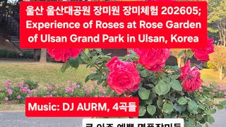 울산대공원 장미원 영상