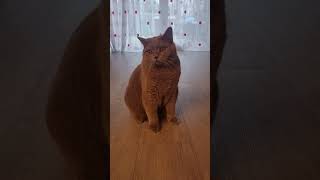 Ущербный мужчина #сатьядас #сатья #кошки #мудрость #отношения #семья #хорошеенастроение #смешнойкот