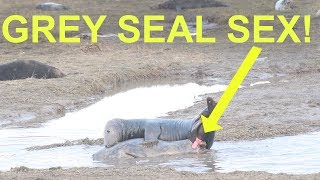 Grey Seal Mating (Graphic Scenes)