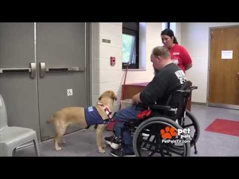 Video: Masalah Dengan Anjing Layanan Palsu