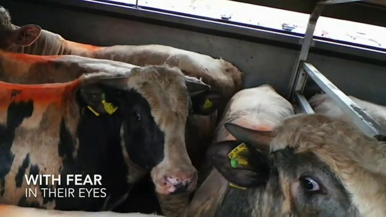 Abp Slaughter ABP Slaughter House Vigil 31/01/2020 - YouTube