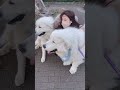 ぱるるとわんちゃん　#shorts #ぱるるーむ #島崎遥香