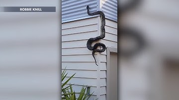 Large python slithers up side of house in Australia