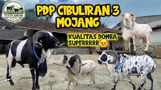 KOLEKSI DOMBA SUPER MILIK BAPAK KETUA HPDKI KAB. BANDUNG 🔥😎 | PDP CIBULIRAN 3 MOJANG