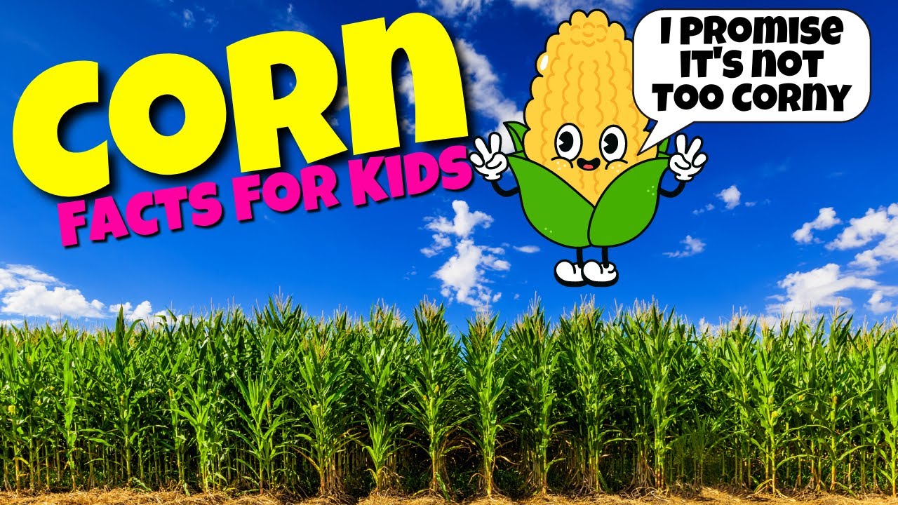 All About Corn Corn Is Not So Corny Anymore Facts For Kids YouTube all-about-corn-corn-is-not-so-corny-anymore-facts-for-kids-youtube