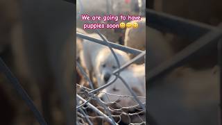 Great Pyrenees make announcement that they’re going to have puppies soon and happy Friday￼￼