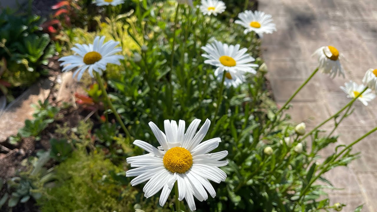 JARDIM de MARGARIDAS - DESCUBRA como ter VÁRIAS mudas