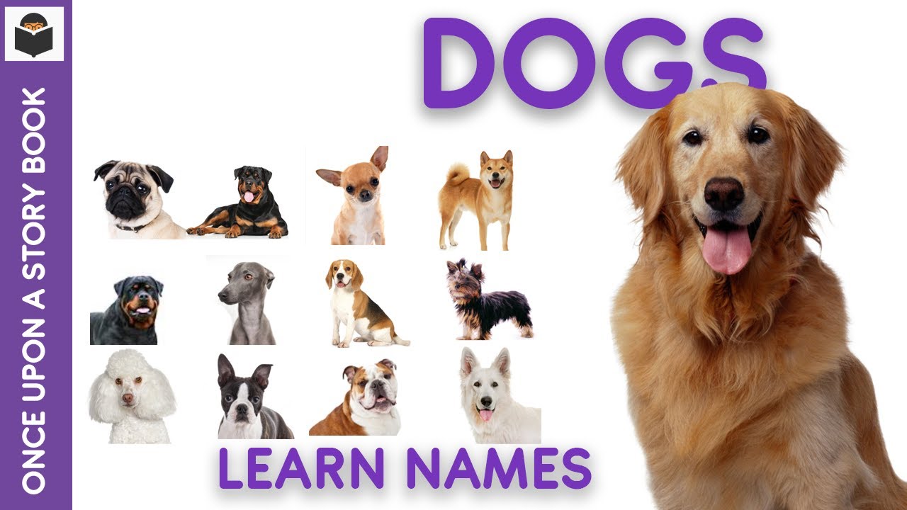 Learn the Names of 50 Dogs 🐕 🐶.🐕‍🦺 Animals Vocabulary YouTube