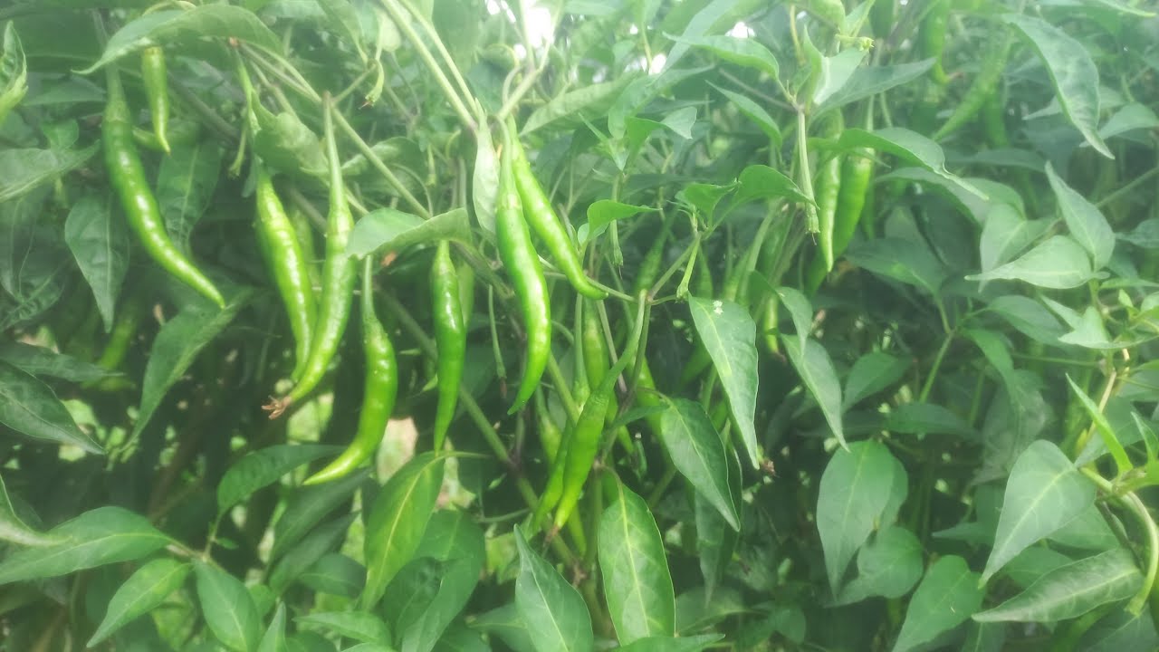 तलवार मिर्ची लागवड करन्या आधी 🙏 तलवार मिर्ची चे तोटे काय आहे 🌶 #रामभाऊ #मिर्ची #तलवारमिर्ची