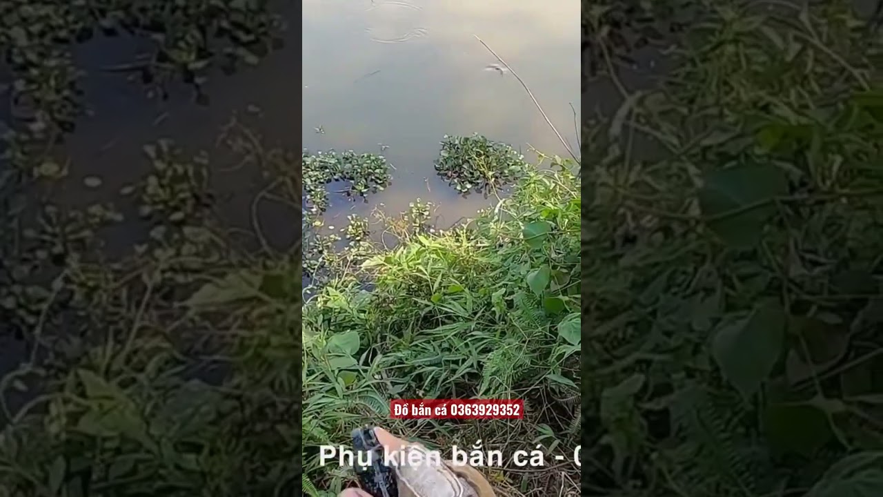 Bắn cá bằng ná trợ lực mũi tên - youtube