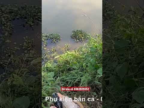 Video Bắn cá bằng ná trợ lực mũi tên - youtube