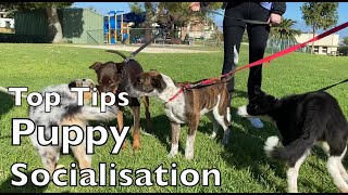 Top Tips Puppy Socialisation