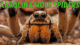 MASSIVE Carolina Wolf Spider! Hogna carolinensis by Tarantula Collective 4,302 views 1 day ago 7 minutes, 34 seconds