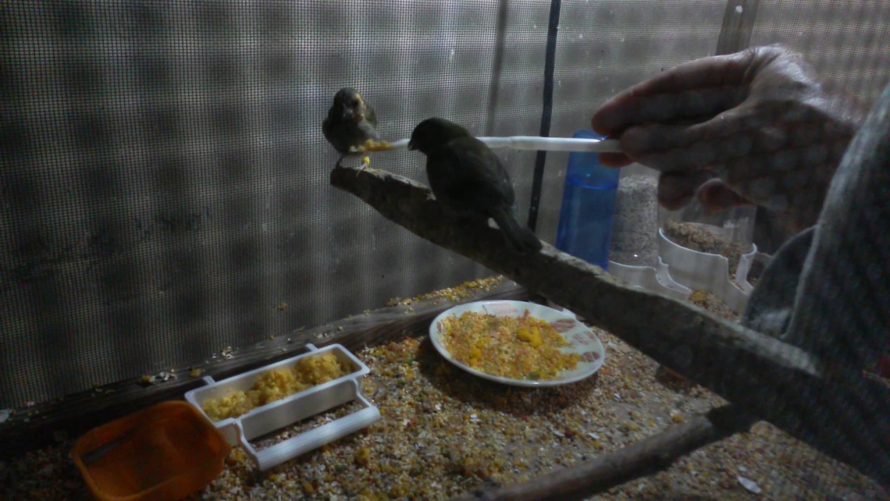 Enseñando pichones de tomeguin....Training Baby Cuban Finches YouTube