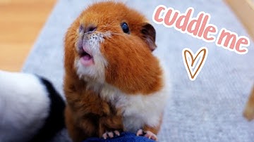 Guinea Pig Cuddle Time: Watch Me Cuddle My Guinea Pigs