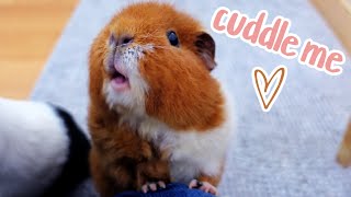 Guinea Pig Cuddle Time: Watch Me Cuddle My Guinea Pigs