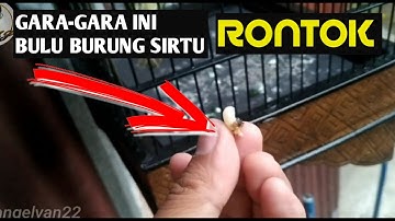 Banyak Yang Menyepelekan saat merawat Burung Sirtu ini, JIKA TIDAK PEKA AKAN FATAL