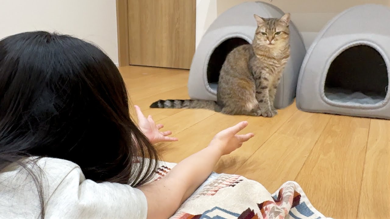 コパークラフト 題名「子猫のママは あたし」 My Sister Played With Our Older Cat… The One Beside Was Mad