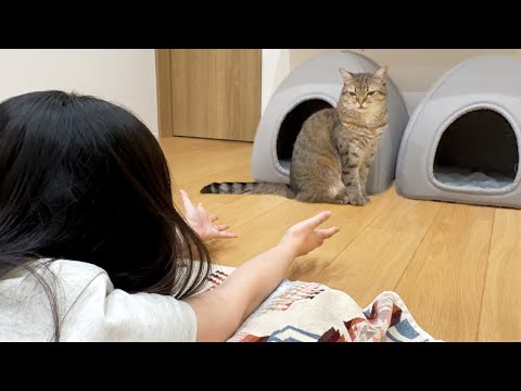先住猫を構ってたら…すぐ隣で静かに怒ってる子がいた！