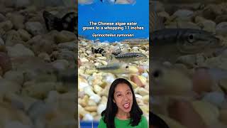 What’s a Siamese algae eater vs. Chinese algae eater vs. Flying Fox?