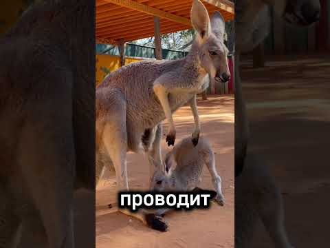 Детеныши кенгуру любят мамину сумку #животные #интересно #кенгуру #факты
