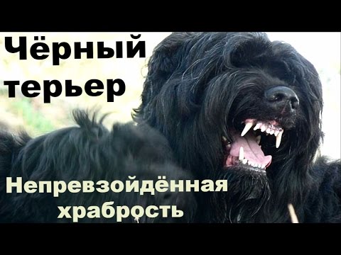 Чёрный терьер: сила и непревзойдённая храбрость. Порода выведена в СССР чекистами. Собака Сталина