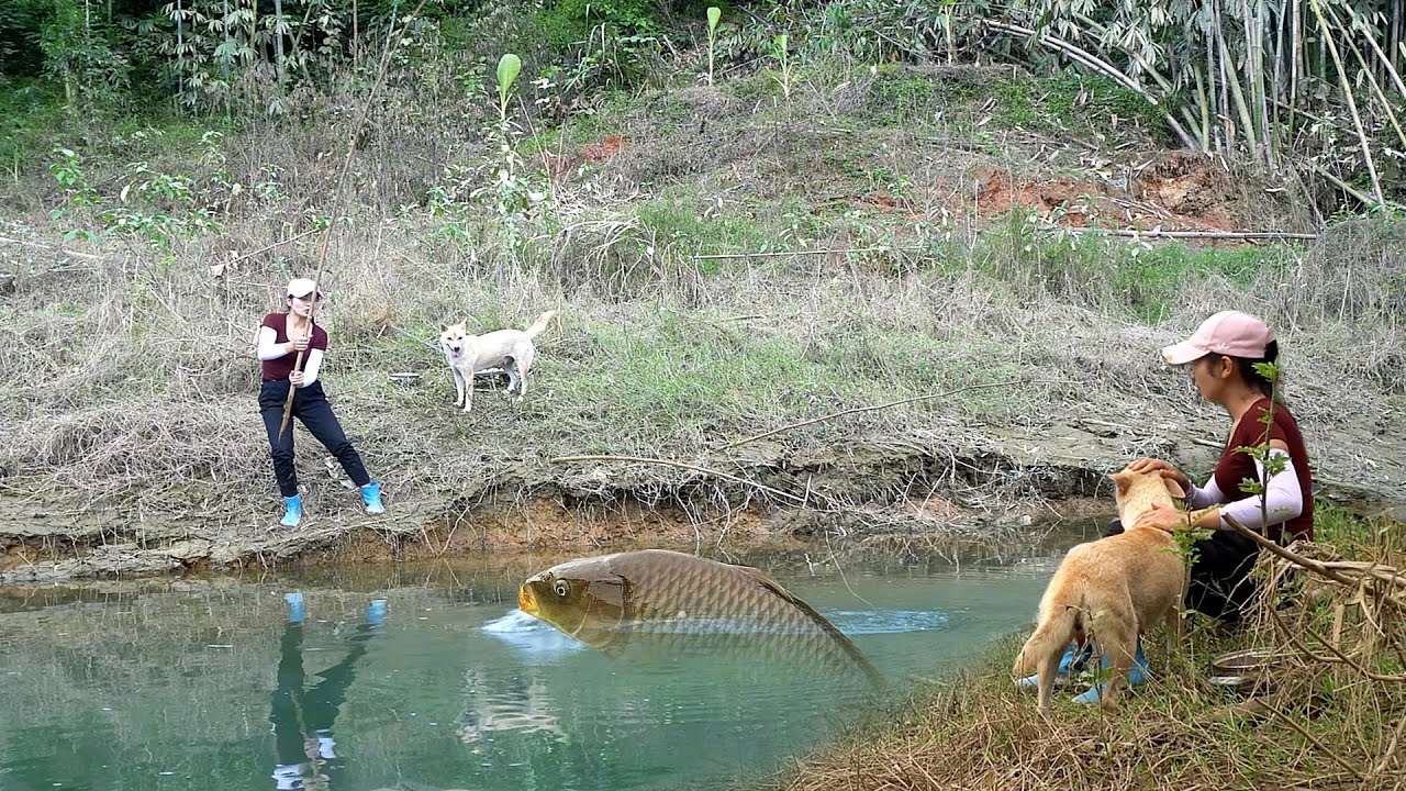 Fishing with earthworms, ancient fish trapping technique,girl harvests fish to sell