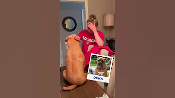 Pet Owners React To Plushies Of Their Pets That Passed Cuddleclones Petloss Grief Dog 