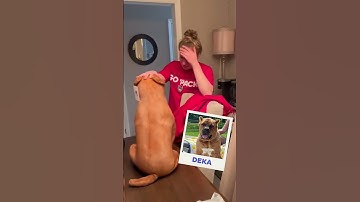 Thumbnail of Pet owners react to plushies of their pets that passed. 🤧❤️ #cuddleclones #petloss #grief #dog
