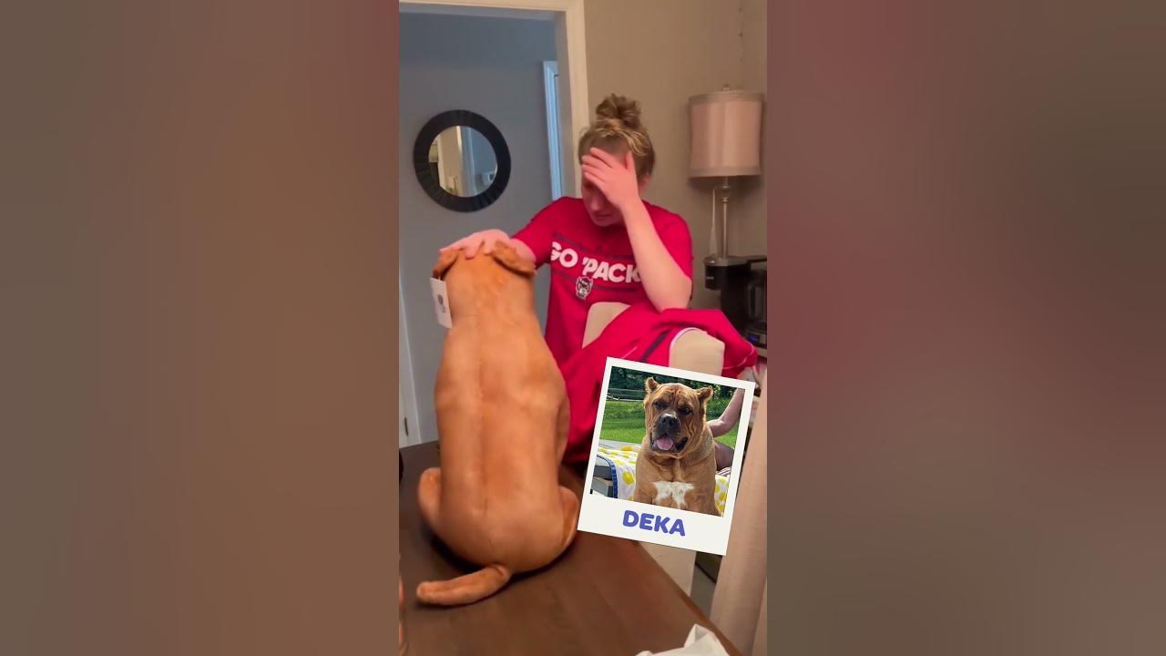 Pet owners react to plushies of their pets that passed. 🤧❤️ #cuddleclones #petloss #grief #dog