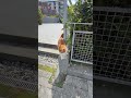 #catvideos #cat #catshorts