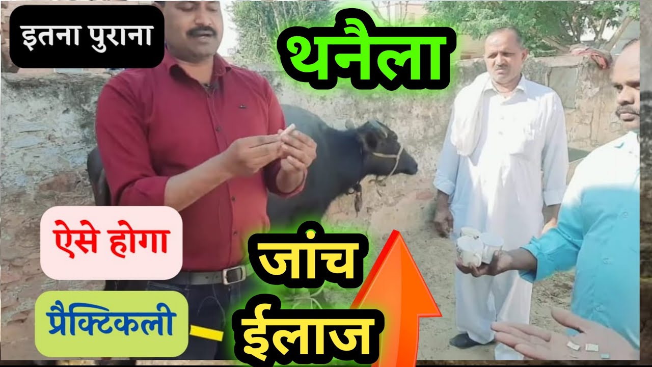 भैंस के थनैला रोग का उपचार जांच घर बैठे ऐसे होगी देखें practically