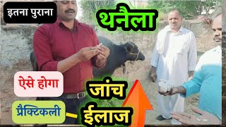भैंस के थनैला रोग का उपचार जांच घर बैठे ऐसे होगी देखें practically screenshot 5