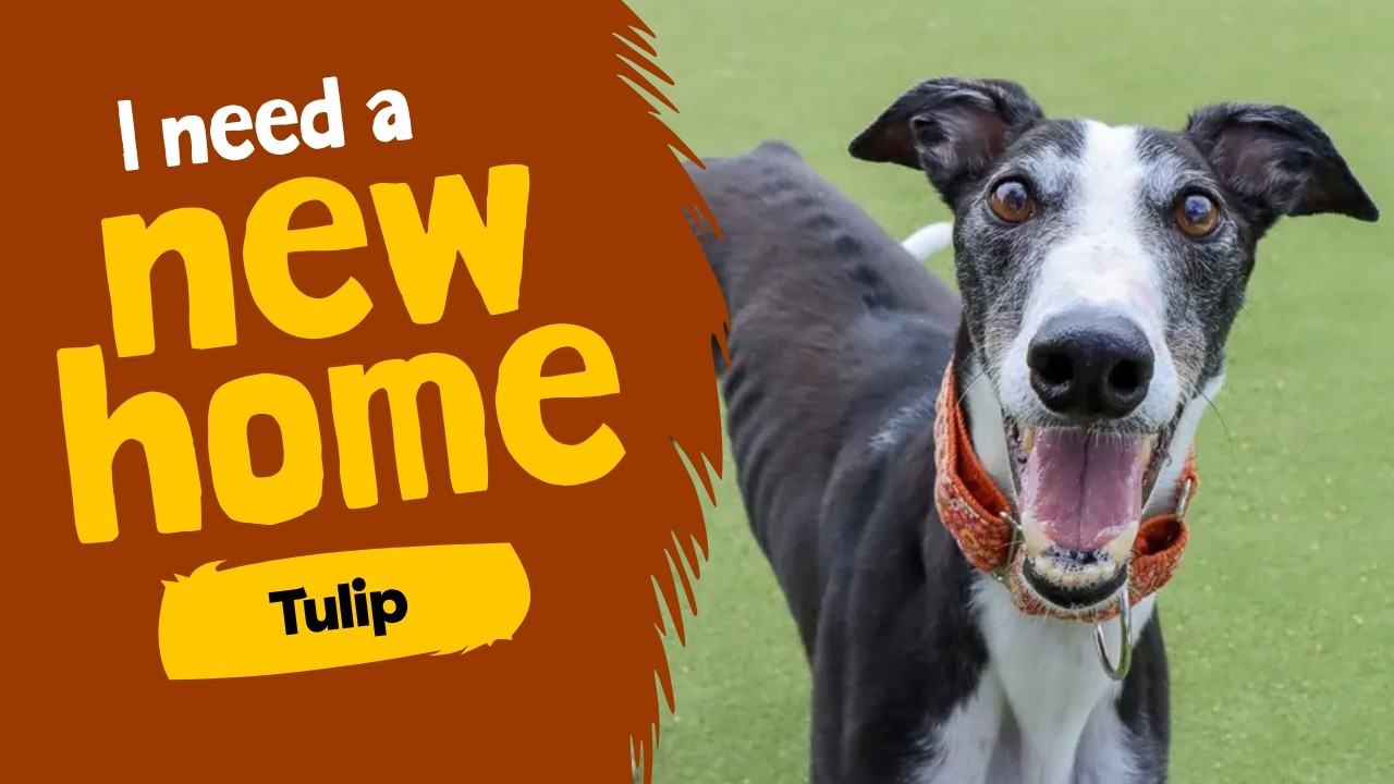 Tulip video