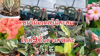 #ep138#ต้นไม้มงคล #ไม้มงคล #ไม้สวยงาม #โชคเก้าชั้นด่าง #หน้าวัวใบ #anthurium #โทร0619675933