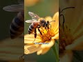 Worker Bees Do Far More Than You Think