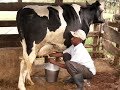 Smart Farming Technologies - Automatic Cow Milking Machine, Camel Milking, Cow Cleaning and Feeding