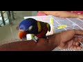 Tamed Rainbow lorikeets / Sun Conure chicks available for sales