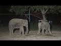 น้องมากมี Makmee elephant Thailand กำลังถ่ายทอดสด!