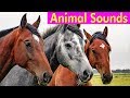 20 Amazing Animals - Animal Sounds for Children